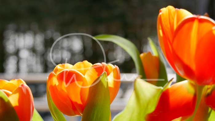 Tulipes Orange 1